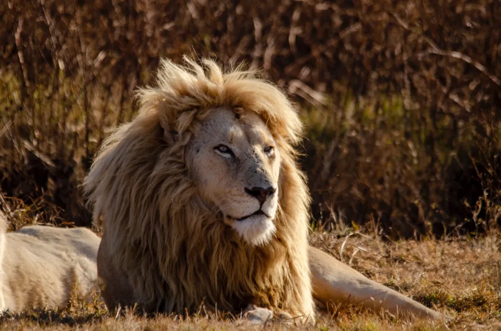 Como investir a restituição do imposto de renda 2026