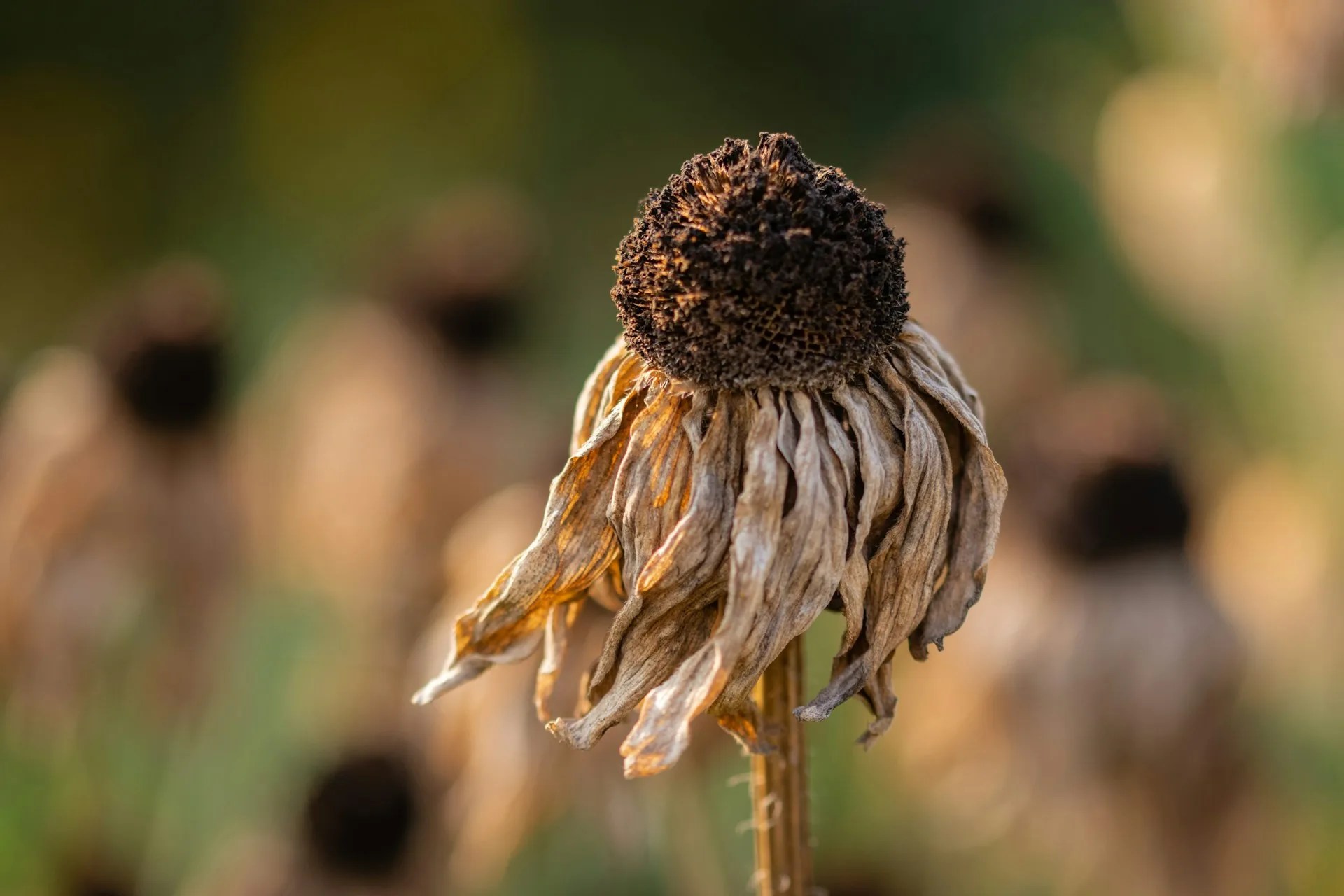 onda calor economia: flor derretido em campo